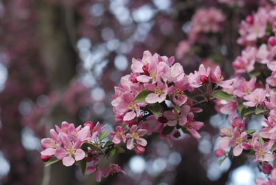 倾斜移位透镜中的粉红色花朵